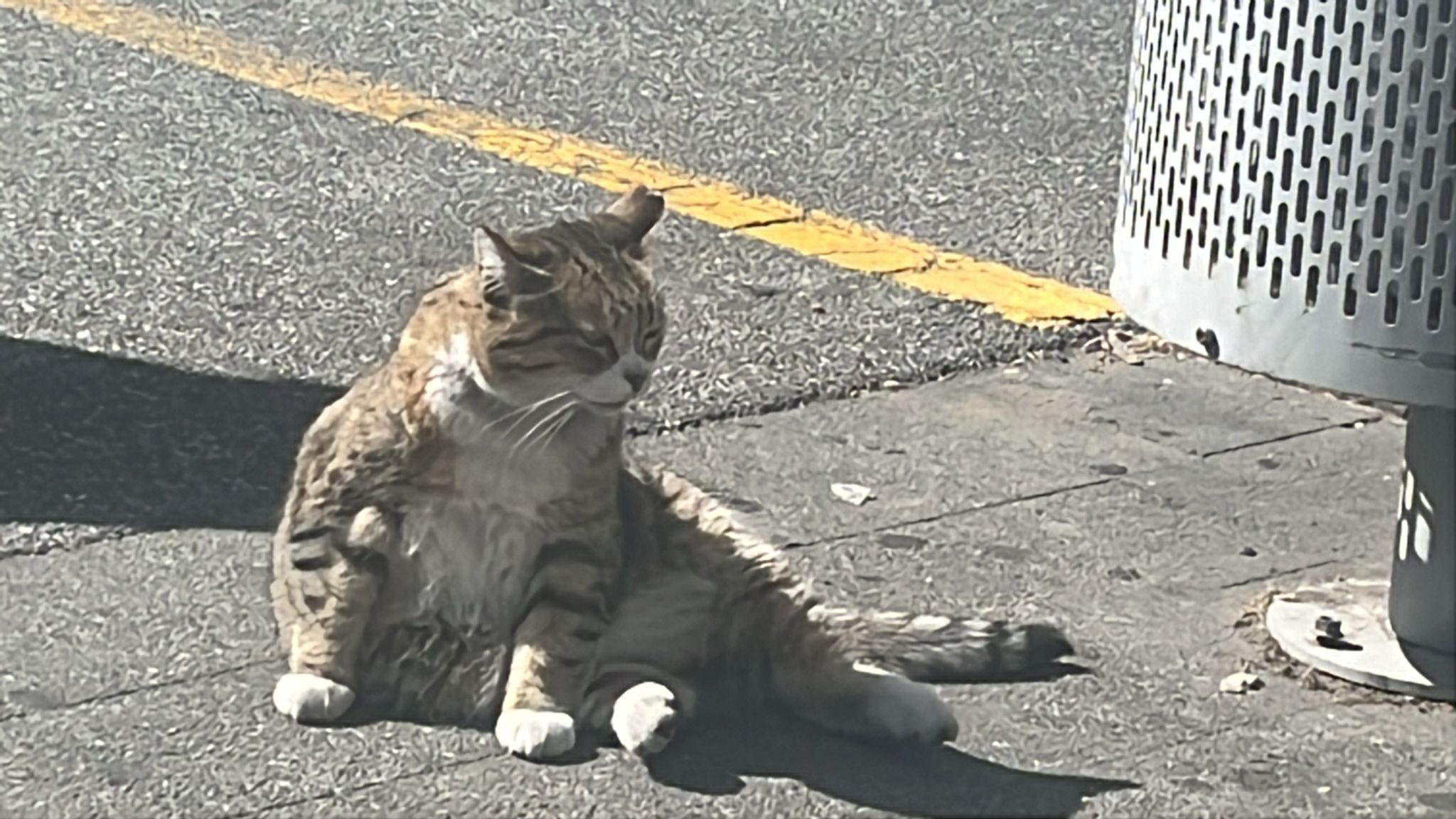 Izzy owns the local supermarket